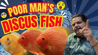 Discover the AMAZING Severum Fish in 4K [upl. by Eaneg]