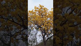 Árbol el araguaney 🌳🌳 lo conocías venezuela araguaney virales arboles campo shorts [upl. by Giliane]