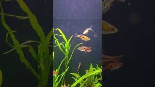 Razbora espei jest przepiękna akwarium akwarystyka razbora fish fishtank aquascape [upl. by Aonian982]