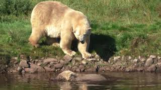 Victoria the Polar Bear chasing after Hamish her male cub at Highland Wildlife Park Scotland [upl. by Meek]