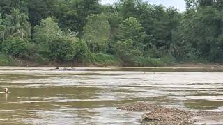 Sungai ManginMerangin di sumatera sungaimangin ayekmangin sungaimerangin sungai merangin fyp [upl. by Anadroj]