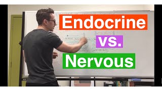 Endocrine system vs Nervous system [upl. by Ledarf]