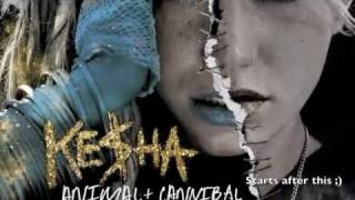 Kesha  Cannibal  NEW SONG 2010  LYRICS [upl. by Lokkin922]