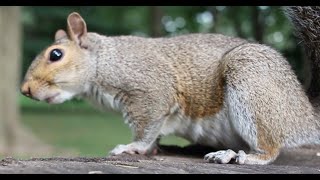 Teeth Chattering Squirrel Close Up [upl. by Araiet]