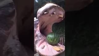 Funny animal Hippo eating watermelon  Смешные животные Бегемот ест арбуз shorts funnymoments [upl. by Wilcox]