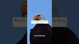 Eagle Flying Above Clouds  Attitude Quote  Flightless Bird American Mouth  Iron amp Wine shorts [upl. by Kreager]