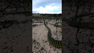 Boomslang on the move [upl. by Vedette821]