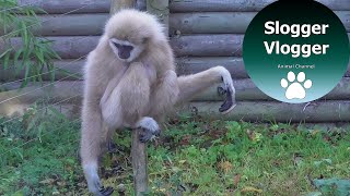 Hilarious Gibbons Freak Out About Rodent [upl. by Selec]