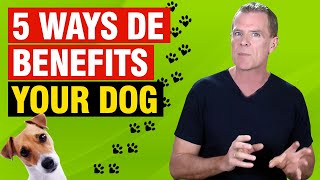 Health Benefits of Diatomaceous Earth for Dogs 5 AMAZING Uses [upl. by Coffey]