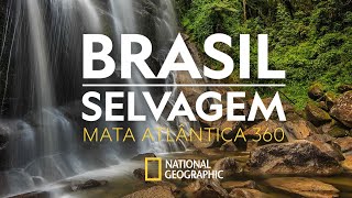 BRASIL SELVAGEM  Mata Atlântica  360 [upl. by Claus]