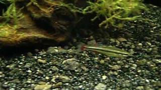 Lucania goodei Bluefin Killifish [upl. by Keel]