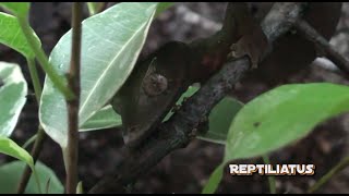 Satanic leaf tailed gecko eggs [upl. by Somar]