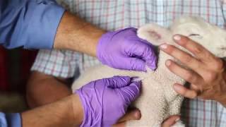 Sheep Care Administering Medications and VFDs [upl. by Saval]