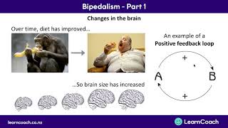 NCEA Biology L3  Bipedalism Part 1 [upl. by Arhat]