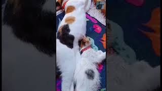 CatsOfYouTube CuteCats FunnyCats CatLovers CatVideos AdorableCats PetLife FurryFriends Kitt [upl. by Hesoj]