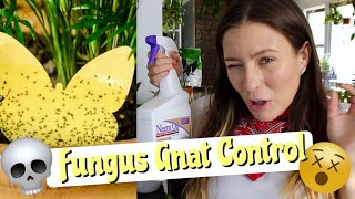 9 EASY Solutions For Fungus Gnats  How To Get Rid of Fungus Gnats in Houseplants [upl. by Hyacinth353]