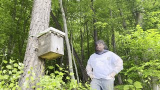 Getting started in Beekeeping with an Observation Colony [upl. by Liahkim376]