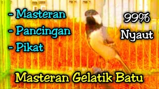 Gelatik batu gacor SULTAN part 2 [upl. by Lindy507]