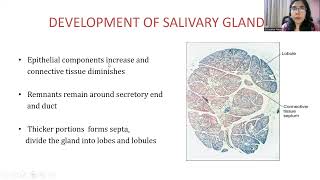 Salivary Gland [upl. by Nove]