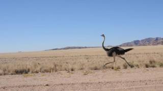 Ostrich at fullspeed [upl. by Antoinette]