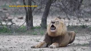 Male Lion roaring very loud Starts off very funny [upl. by Kapor384]