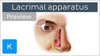 Lacrimal apparatus gland canaliculi duct and other structures preview  Human anatomy  Kenhub [upl. by Ahsiloc475]