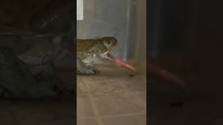 Sonoran desert toad vs huge grasshopper toad nature [upl. by Atirhs436]