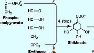 Biosynthesis of Tryptophan [upl. by Enella]