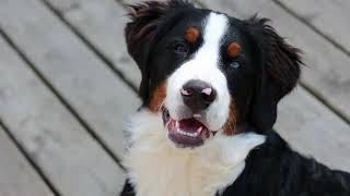 List of 31 Herding Dog Breeds [upl. by Neggem]