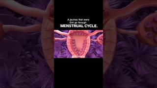 Menstrual Cycle biology menstrualcycle [upl. by Aiva]