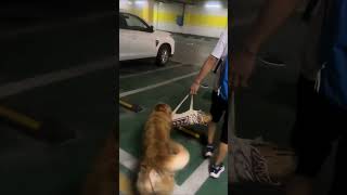 The golden retriever pestered its owner to go out together😂 [upl. by Metzgar]