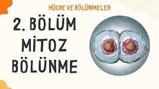 6 2 ÜNİTE MİTOZ [upl. by Ananna]