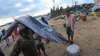 Keralas Biggest Fishing Hub in Vizhinjam 🇮🇳 [upl. by Ateerys]