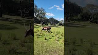 Please subscribe 😁 AnkoleWatusi big horned cattle [upl. by Oribella280]