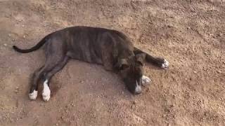 Found brindle pitbull puppy update [upl. by Cressida457]