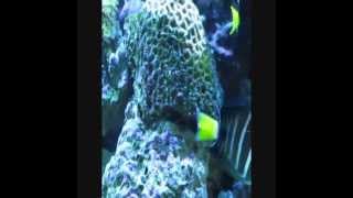 Oceanic 155 Gallon Bowfront Reef Aquarium [upl. by Akimehs280]