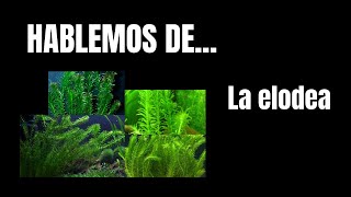 Hablemos de la ELODEA DENSA [upl. by Edla]