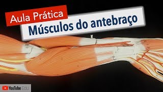 Músculos do Antebraço Sistema Muscular  Anatomia e etc [upl. by Ferdinana]