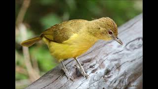 Yellowbellied Greenbul calling [upl. by Francisca]