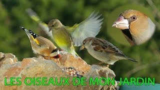 Oiseaux de mon jardin  The Birds of my garden [upl. by Gnagflow469]