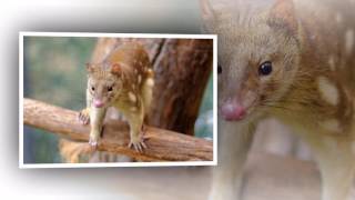 Antechinus brown Antechinus Mating [upl. by Aihsela]