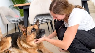 How a German Shepherd Reacts to love from its Human Mom Cutest Video Ever [upl. by Melborn]