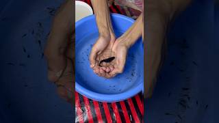 MOLLY FISH 🐟 GIVING BIRTH mollyfish mollybaby molly petsvlog petfish aquarium guppy pets [upl. by Richard]