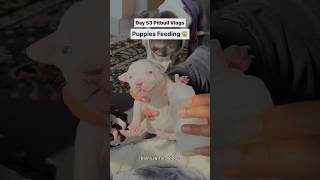 Bottle feeding 11 Pitbull Dog Puppies 😱 shorts [upl. by Yasdnyl508]