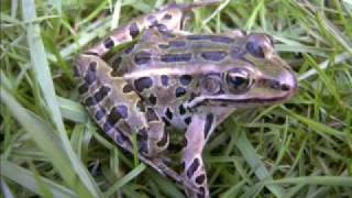 Northern Leopard frog callswmv [upl. by Aliel185]