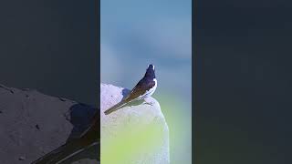 motacilla edit birds motacillaalba wildlifephotography youtubeshorts wildlifesanjay [upl. by Trinia]