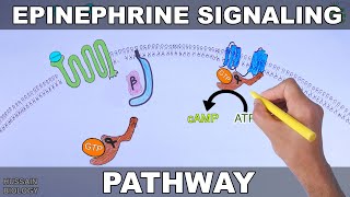 Epinephrine Signaling Pathway [upl. by Ylloh447]