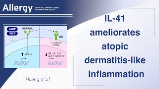 Meteorinlike proteinMETRNLInterleukin41 ameliorates atopic dermatitislike inflammation [upl. by Rma]