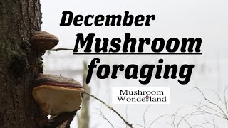 December Mushroom Foraging and Identification Walk [upl. by Lightfoot]