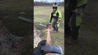 4ft Ash Tree Dropped with Stihl 500i chainsaw arborist treework axe timber [upl. by Ruhtra376]